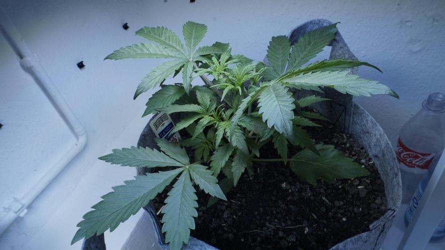 Candy Jungle Auto x Sonnenerde. Week 3