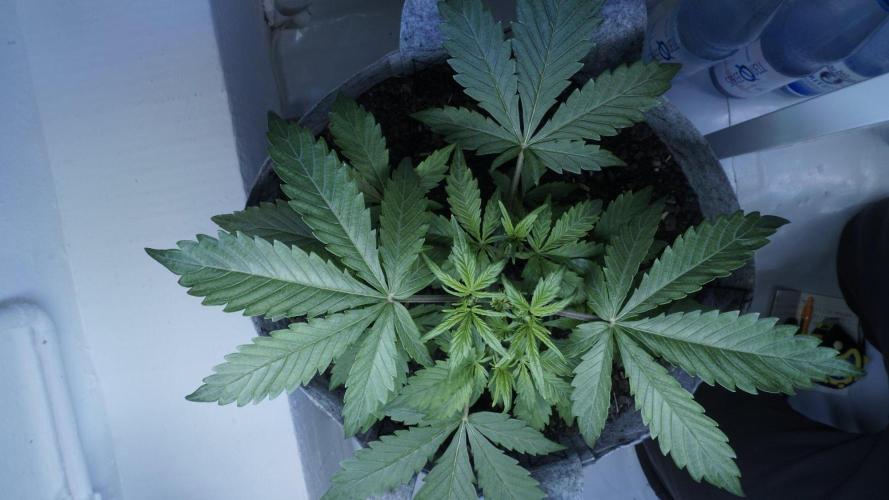 Candy Jungle Auto x Sonnenerde. Week 3
