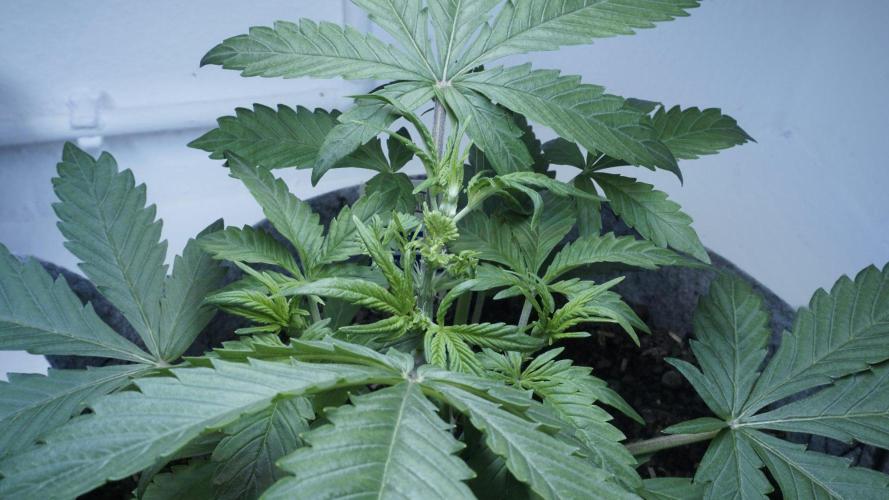 Candy Jungle Auto x Sonnenerde. Week 3