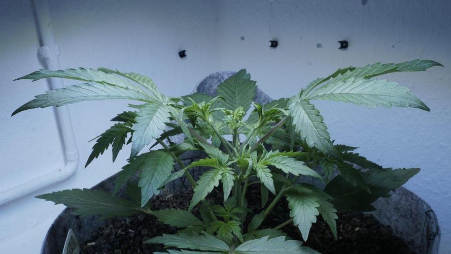 Candy Jungle Auto x Sonnenerde. Week 3