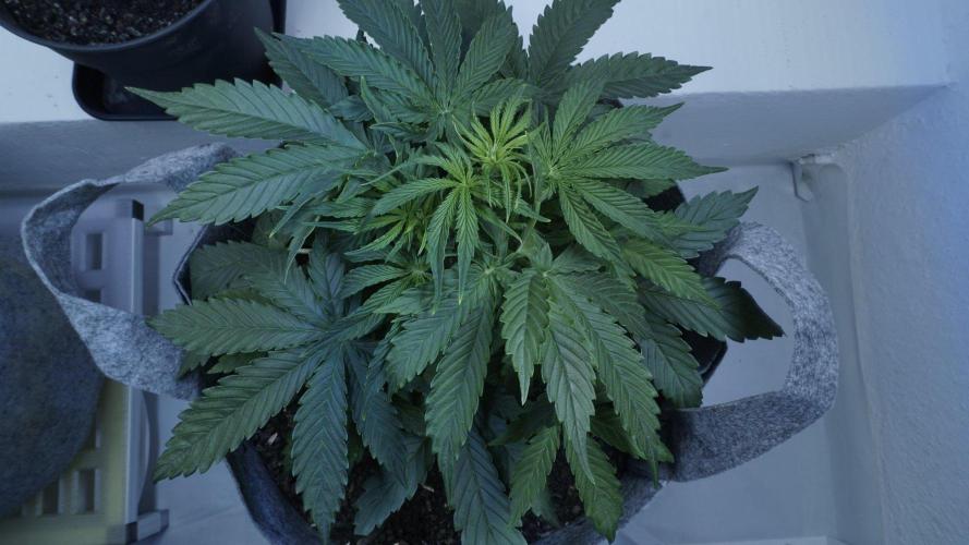 All Gas OG Auto x Sonnenerde. Week 4