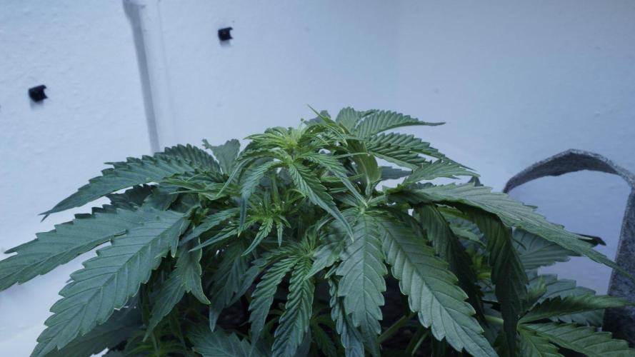 All Gas OG Auto x Sonnenerde. Week 4