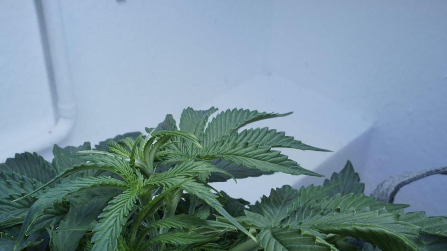 All Gas OG Auto x Sonnenerde. Week 4
