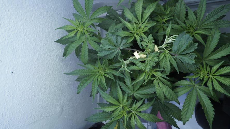 Candy Jungle Auto x Sonnenerde. Week 4