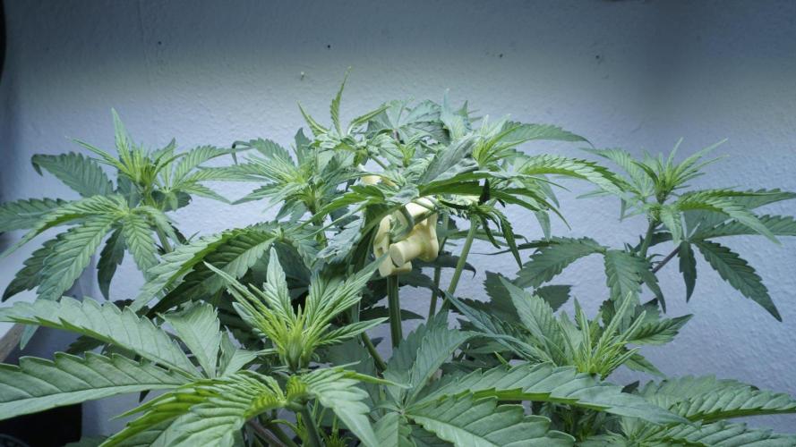Candy Jungle Auto x Sonnenerde. Week 4
