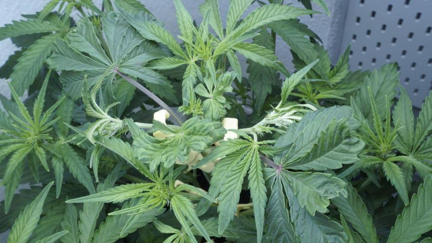 Candy Jungle Auto x Sonnenerde. Week 4