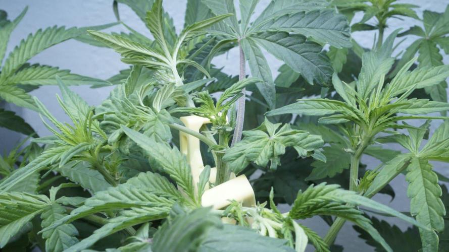 Candy Jungle Auto x Sonnenerde. Week 4