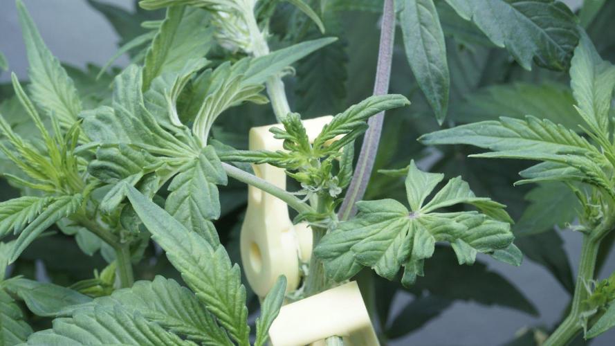 Candy Jungle Auto x Sonnenerde. Week 4