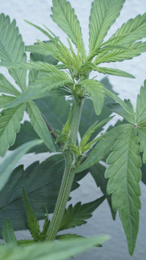 Candy Jungle Auto x Sonnenerde. Week 4