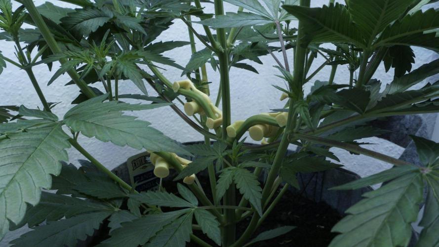 Candy Jungle Auto x Sonnenerde. Week 4