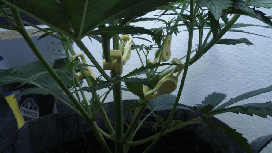 Candy Jungle Auto x Sonnenerde. Week 4