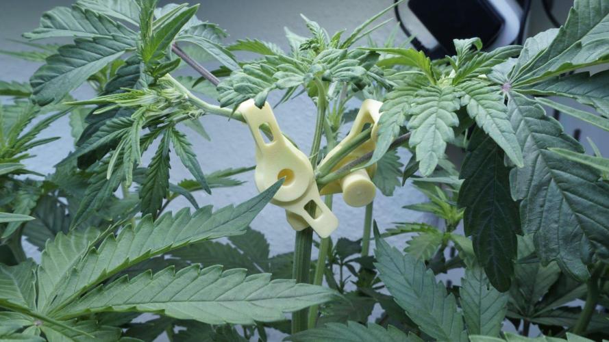 Candy Jungle Auto x Sonnenerde. Week 4