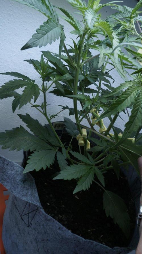Candy Jungle Auto x Sonnenerde. Week 4