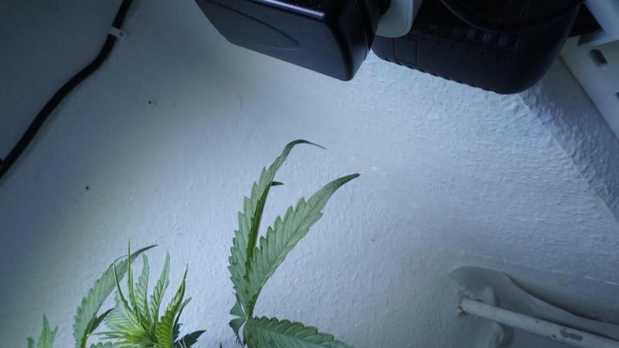 Candy Jungle Auto x Sonnenerde. Week 4