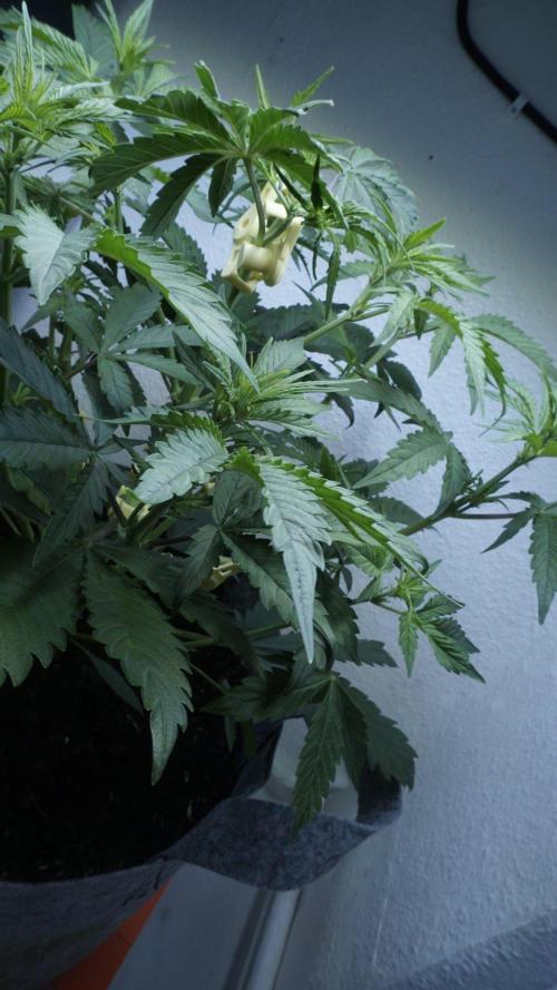 Candy Jungle Auto x Sonnenerde. Week 4