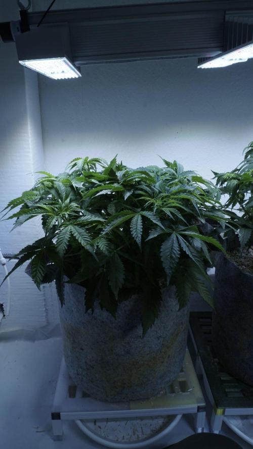 Auto Skywalker Haze x Sonnenerde. Week 5