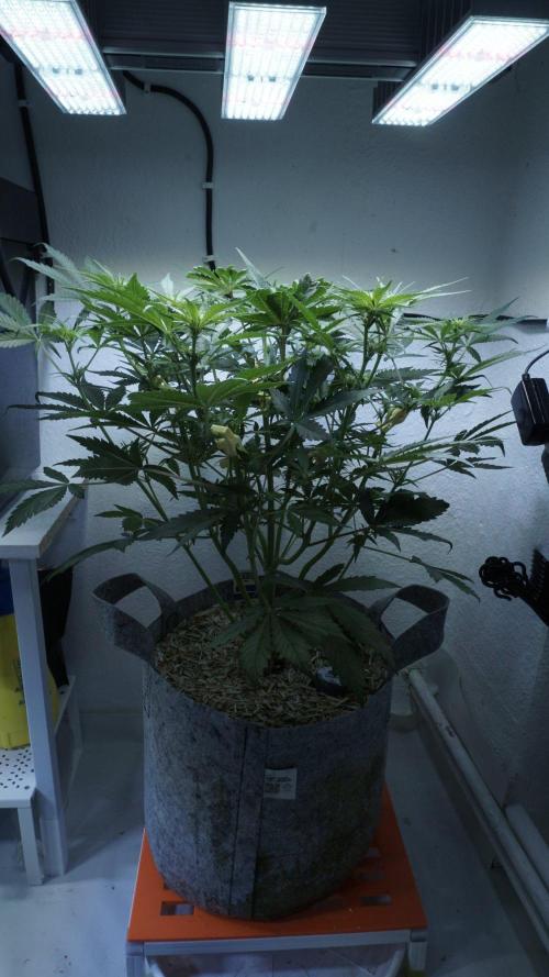 Candy Jungle Auto x Sonnenerde. Week 5