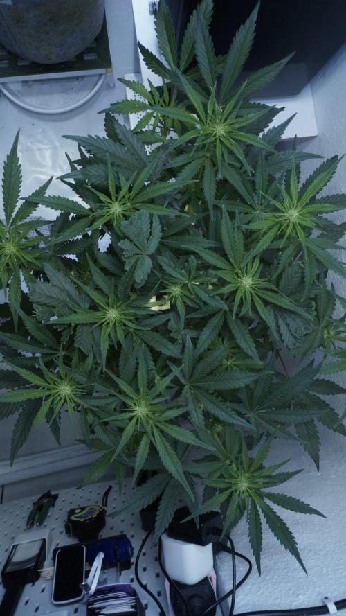 Candy Jungle Auto x Sonnenerde. Week 5