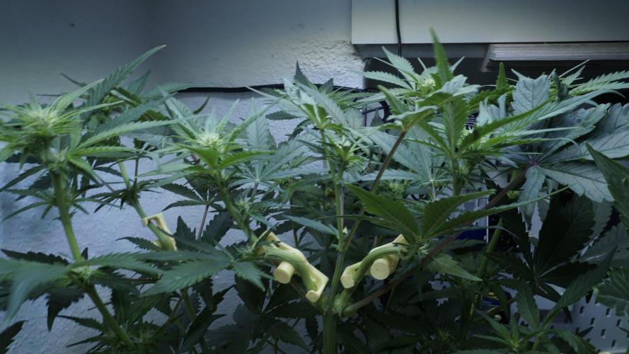 Candy Jungle Auto x Sonnenerde. Week 5
