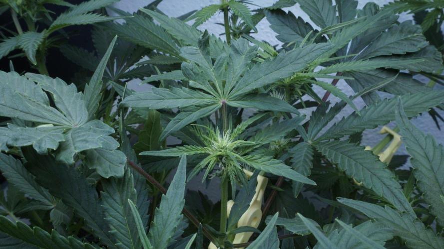 Candy Jungle Auto x Sonnenerde. Week 5