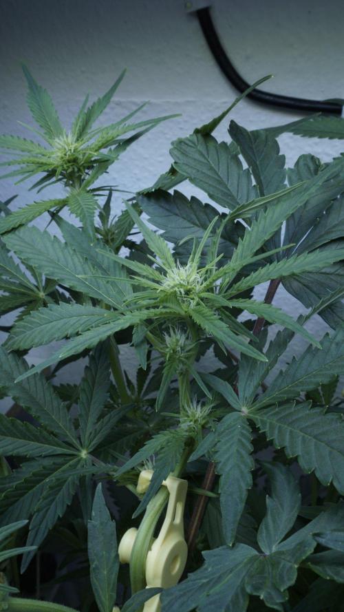 Candy Jungle Auto x Sonnenerde. Week 5
