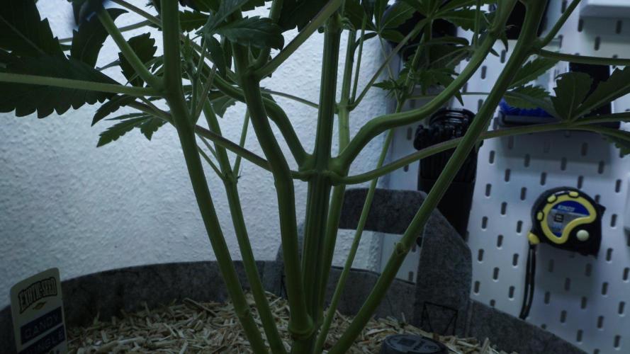 Candy Jungle Auto x Sonnenerde. Week 5