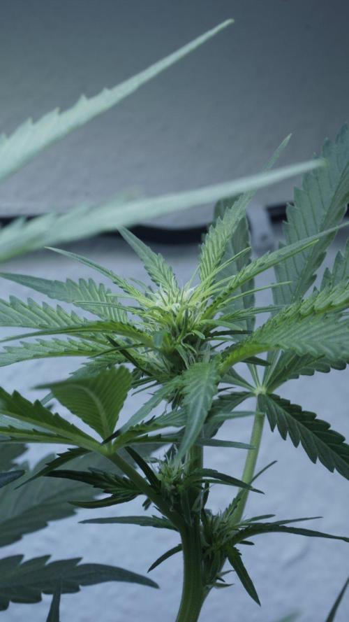 Candy Jungle Auto. Week 5