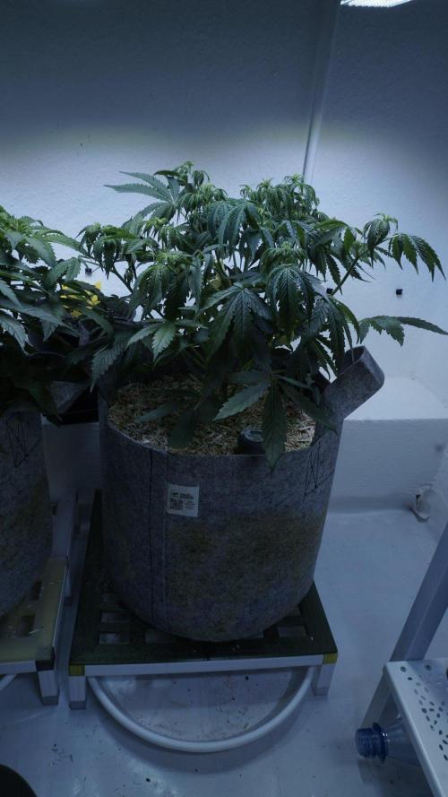 All Gas OG Auto x Sonnenerde. Week 5