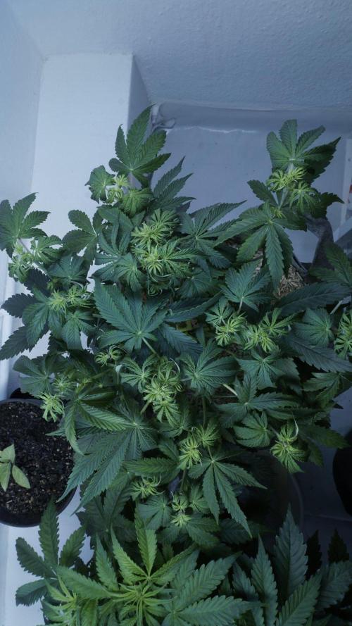 All Gas OG Auto x Sonnenerde. Week 5