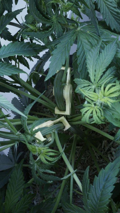 All Gas OG Auto x Sonnenerde. Week 5