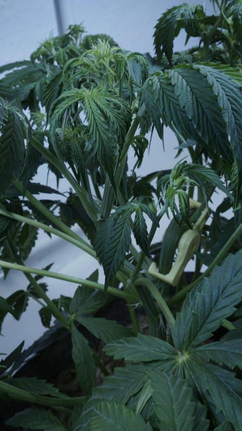 All Gas OG Auto x Sonnenerde. Week 5