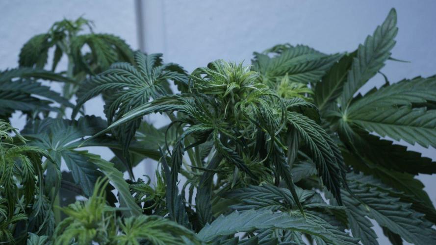 All Gas OG Auto x Sonnenerde. Week 5