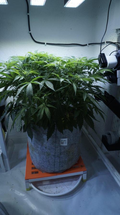 Auto Skywalker Haze x Sonnenerde. Week 6