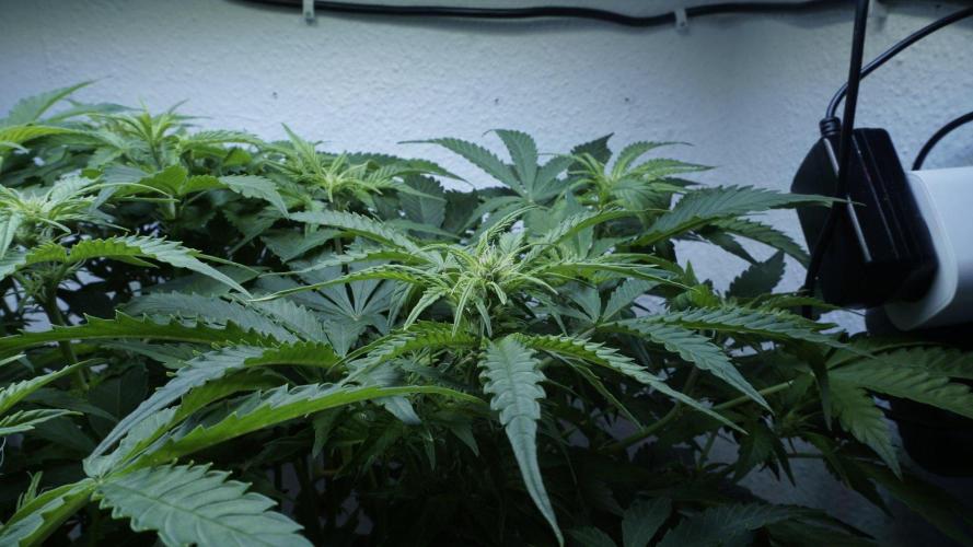 Auto Skywalker Haze x Sonnenerde. Week 6
