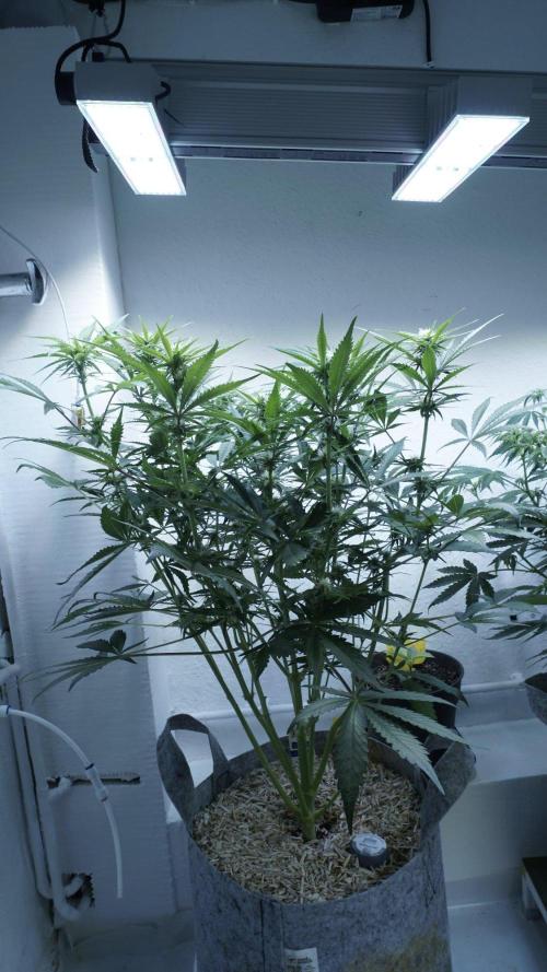 Candy Jungle Auto x Sonnenerde. Week 6