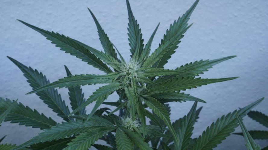 Candy Jungle Auto x Sonnenerde. Week 6