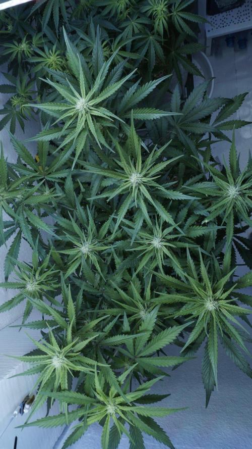 Candy Jungle Auto x Sonnenerde. Week 6