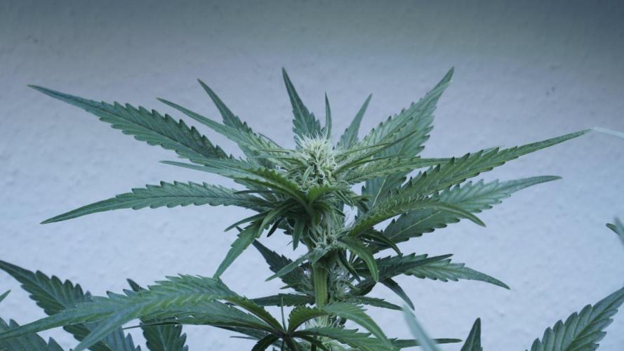 Candy Jungle Auto x Sonnenerde. Week 6