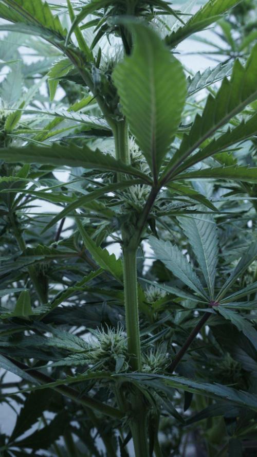 Candy Jungle Auto x Sonnenerde. Week 6