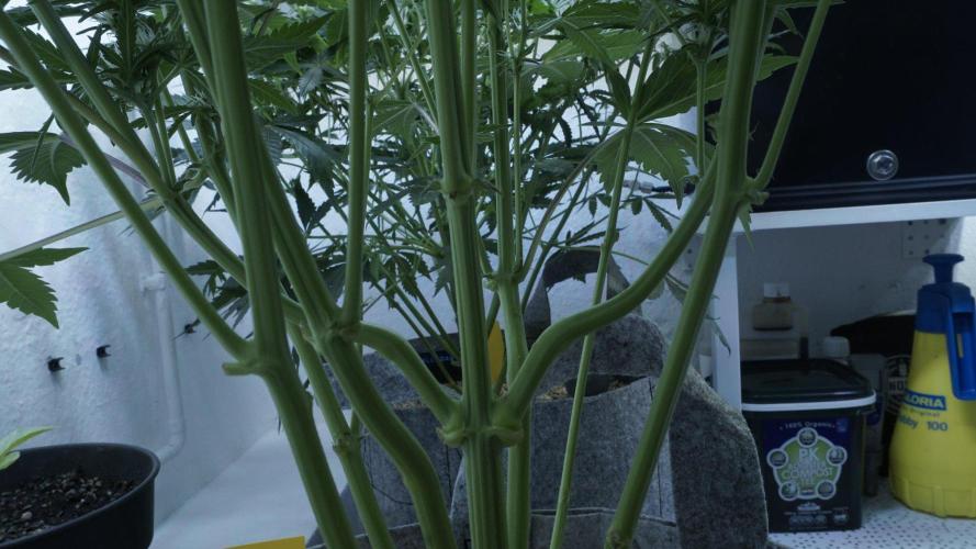 Candy Jungle Auto x Sonnenerde. Week 6
