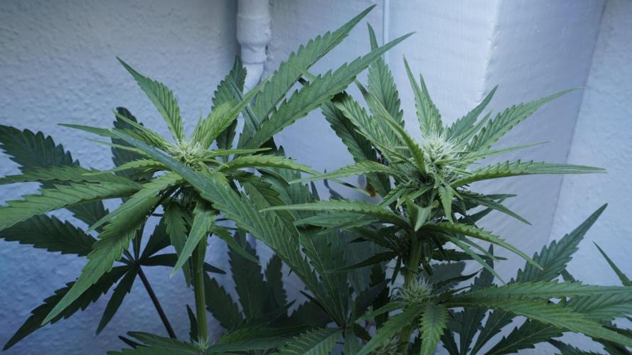 Candy Jungle Auto x Sonnenerde. Week 6