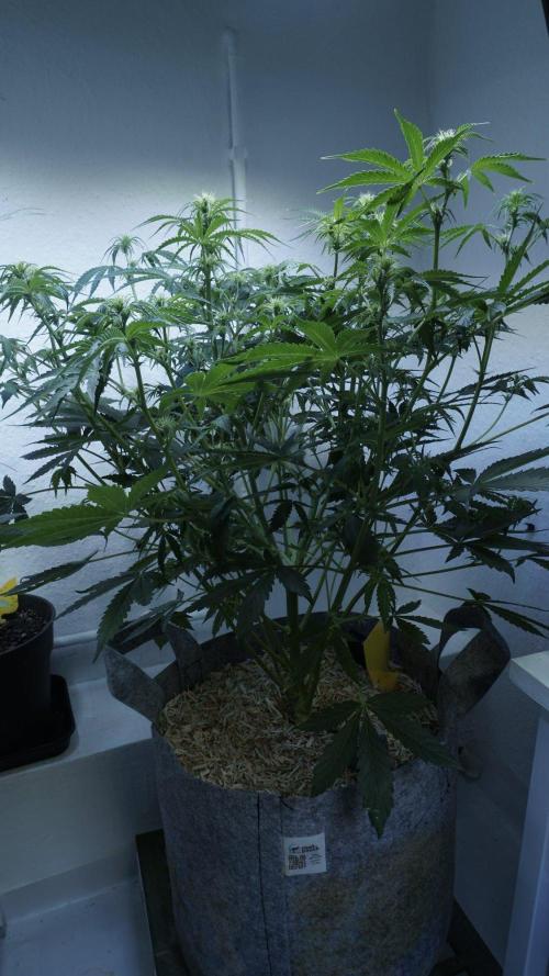 All Gas OG Auto x Sonnenerde. Week 6