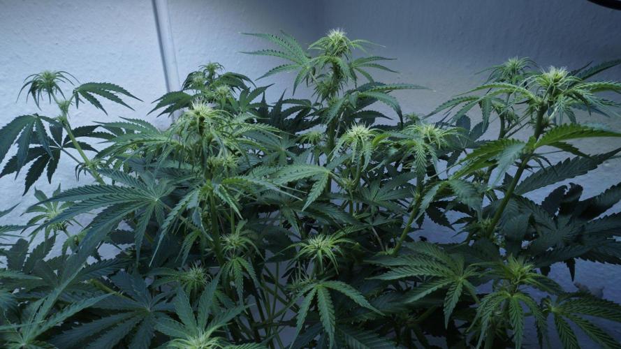 All Gas OG Auto x Sonnenerde. Week 6
