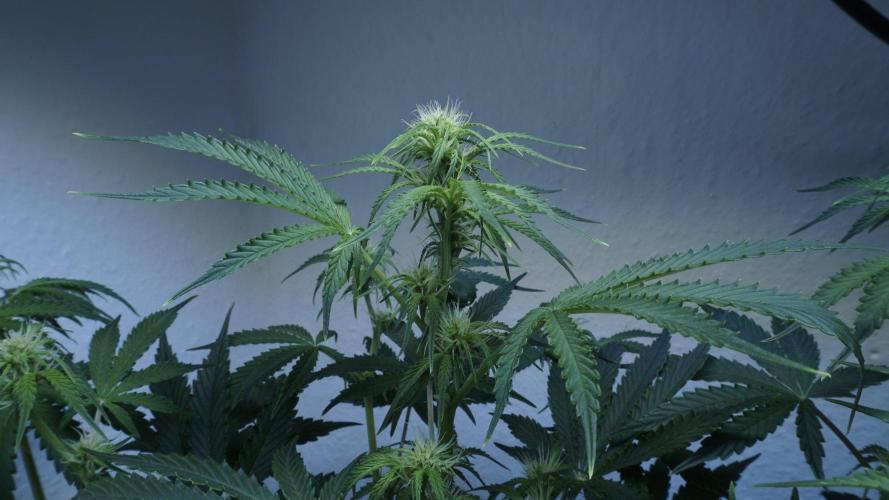 All Gas OG Auto x Sonnenerde. Week 6