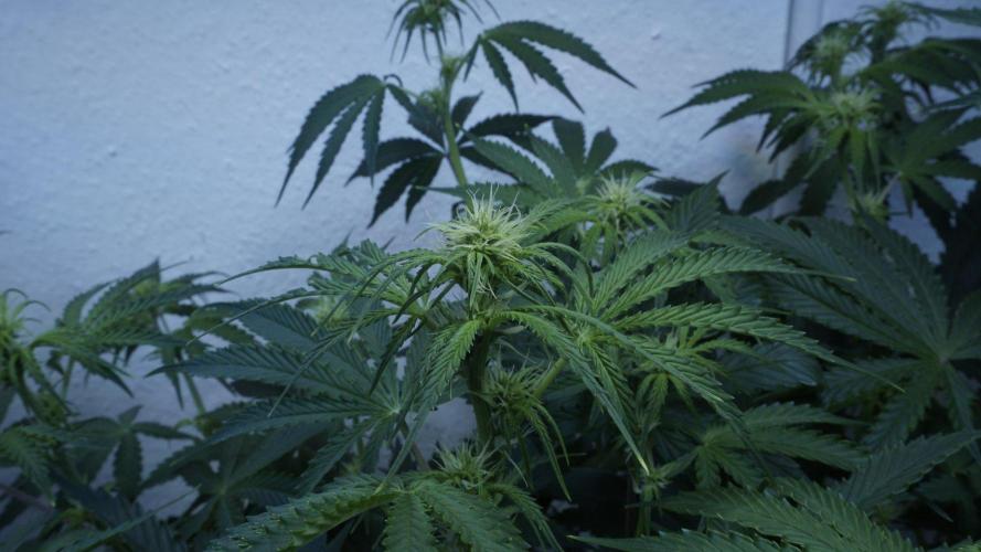 All Gas OG Auto x Sonnenerde. Week 6