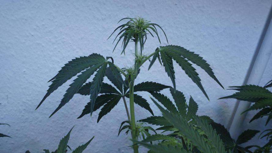 All Gas OG Auto x Sonnenerde. Week 6