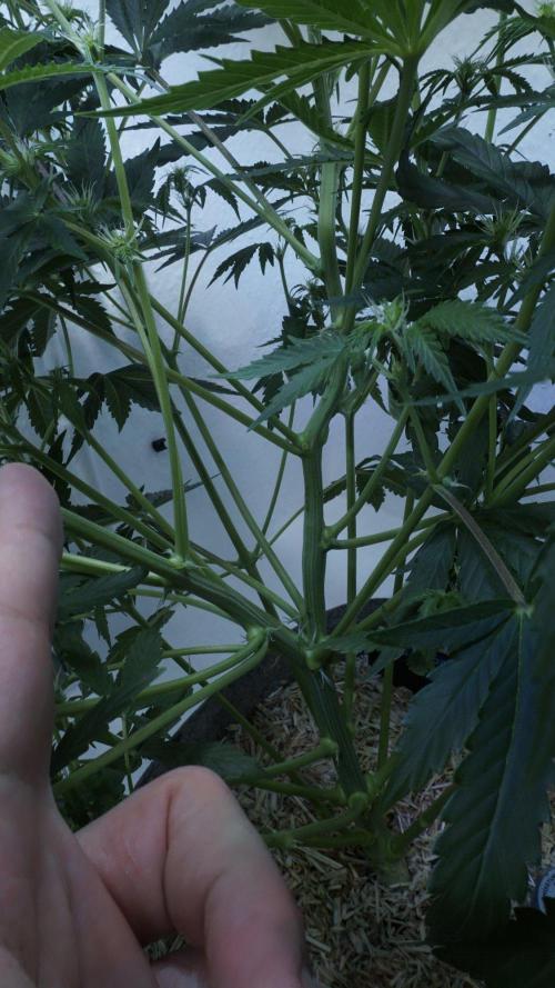 All Gas OG Auto x Sonnenerde. Week 6