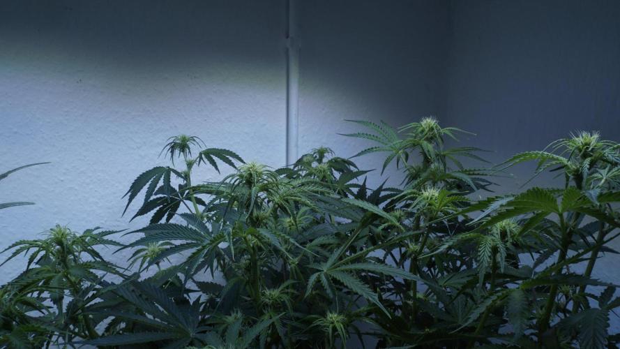 All Gas OG Auto x Sonnenerde. Week 6