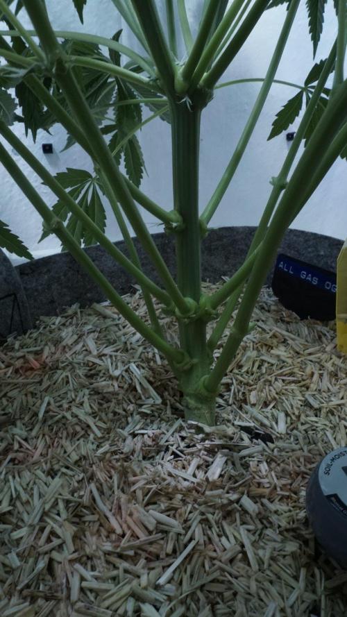 All Gas OG Auto x Sonnenerde. Week 6