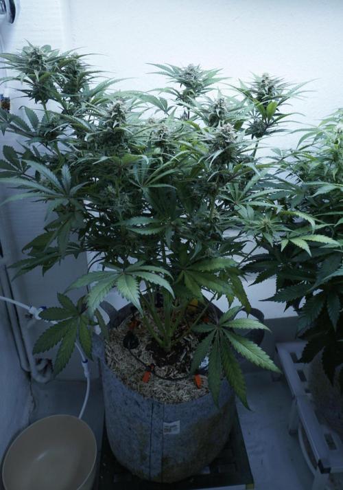 Candy Jungle Auto x Sonnenerde. Week 8